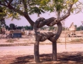 The infamous pretzel tree
