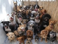 These dogs thought they heard someone say the word, Bacon!