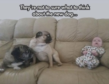 These two pugs are not sure what to think about the new addition to the family.