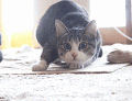 This Cat Is Doing The Shuffle Before Pouncing.