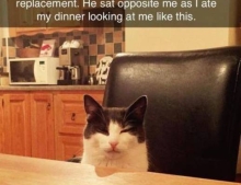 This cat isn't crying over spilled milk, but he looks really pissed.