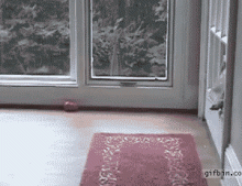 This Dog Has A Hard Time Getting Through An Under Sized Doggy Door.