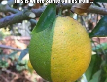 This is where Sprite comes from.