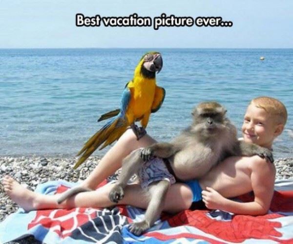 Best Vacation Picture Ever Thanks To a Monkey and a Parrot.