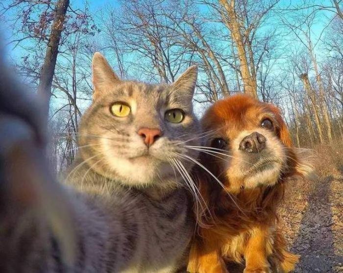 Cats take the best selfies.