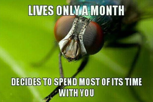 Flies May Seem Annoying At Times But The Truth Is They Are Very Loyal.