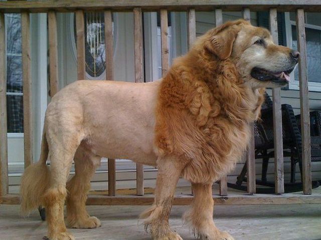 Is It A Dog Or A Lion?
