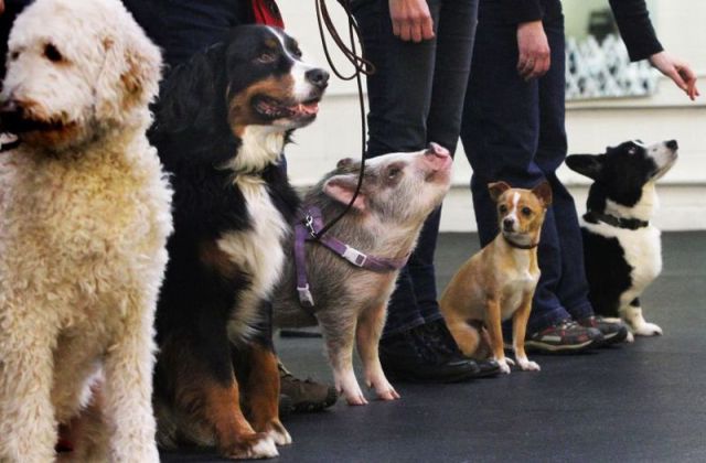 Nobody notices the pig amongst the dogs except the little one.