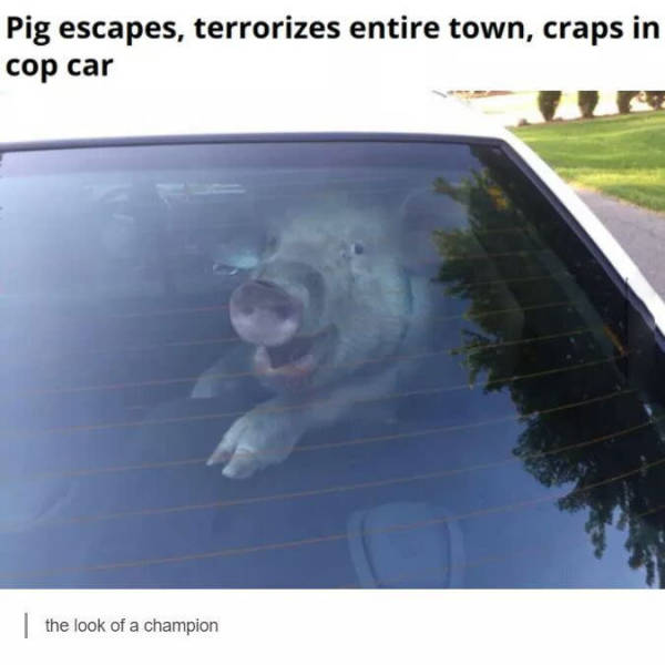 Pig escapes, terrorizes town and craps in a cop car before becoming bacon.