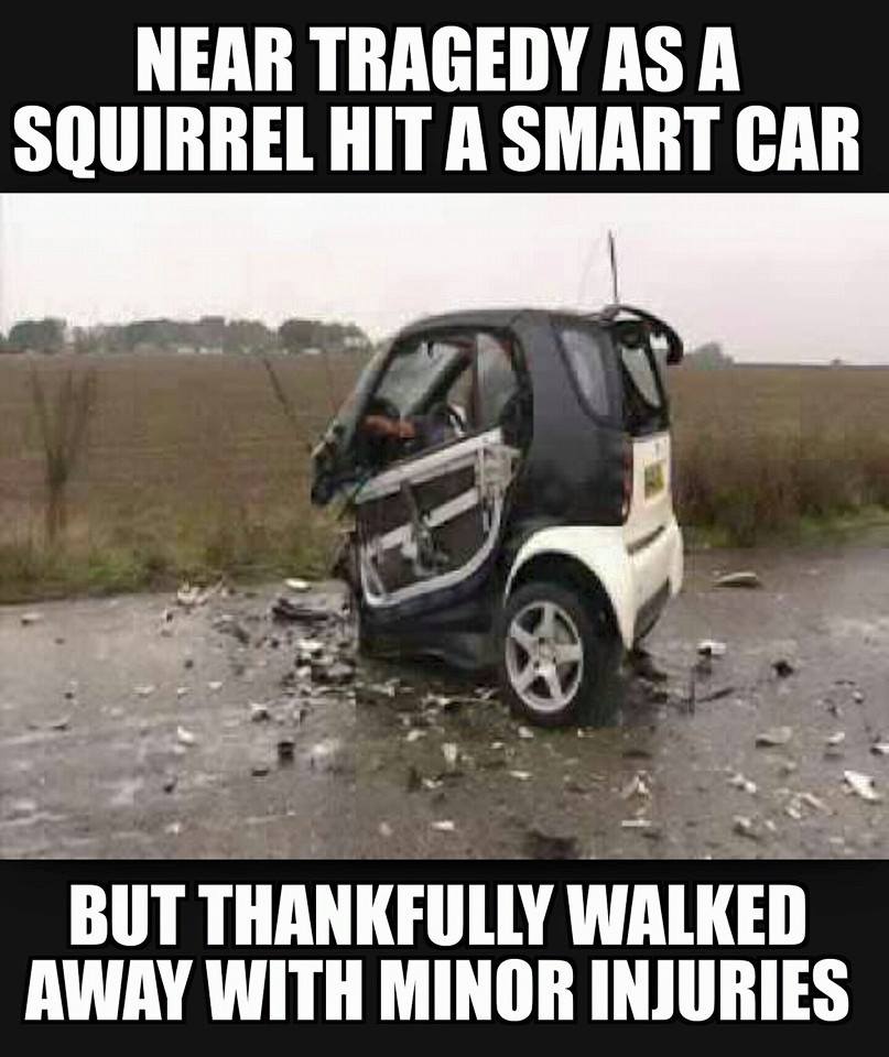 smart_car_accidentally_hits_a_squirrel_but_luckily_the_squirrel_is_just_fine._3799804635.jpg