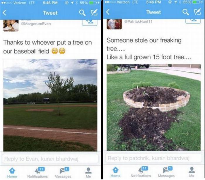 Someone planted a tree in the middle of a baseball field.