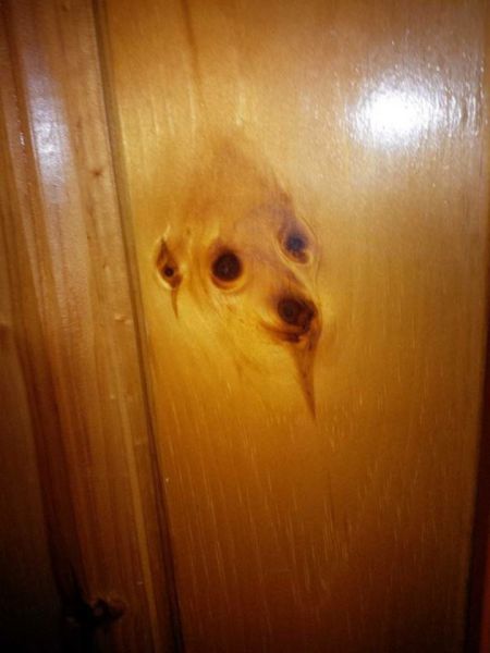 The Knots In This Wood Very Much Resemble a Dogs Face. - RealFunny