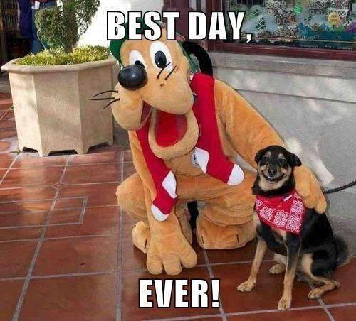 This dog is having the best day ever!