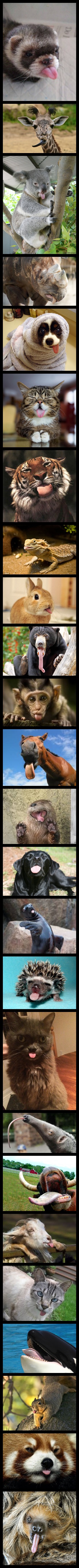 25 Funny Animals Sticking Their Tongues Out.
