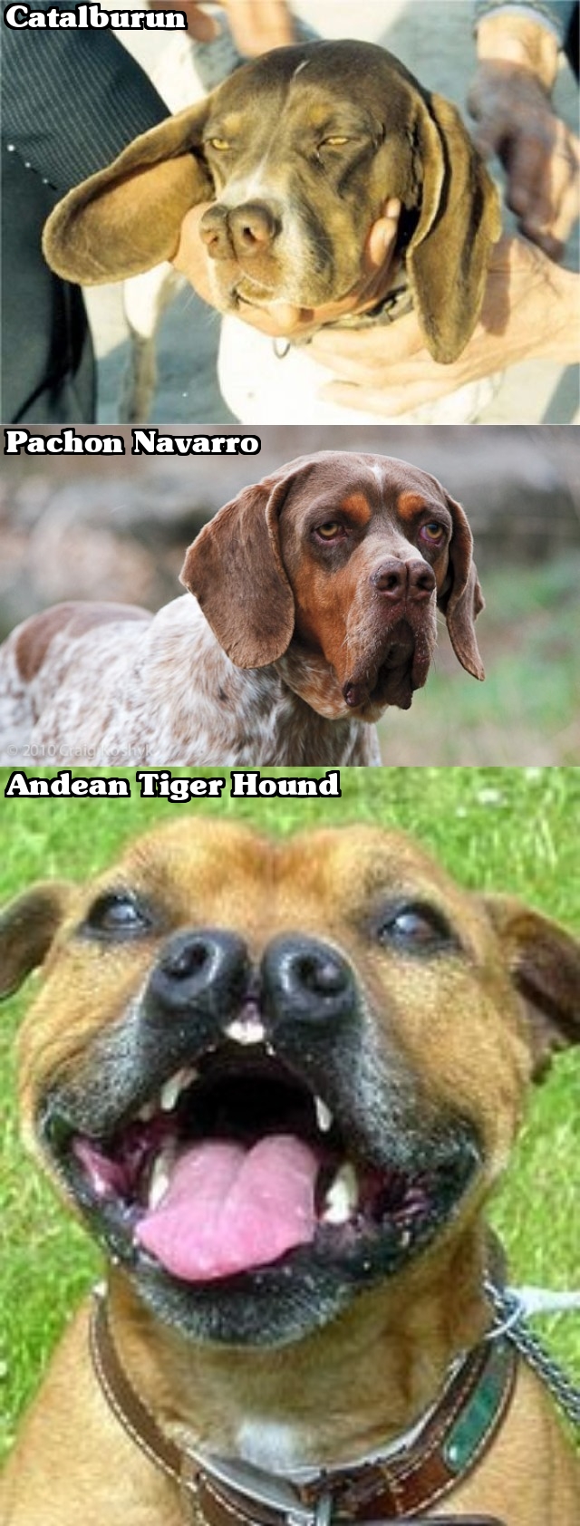 3 breeds of dogs that have a split nose: Catalburun, Pachon Navarro, and Andean Tiger Hound.