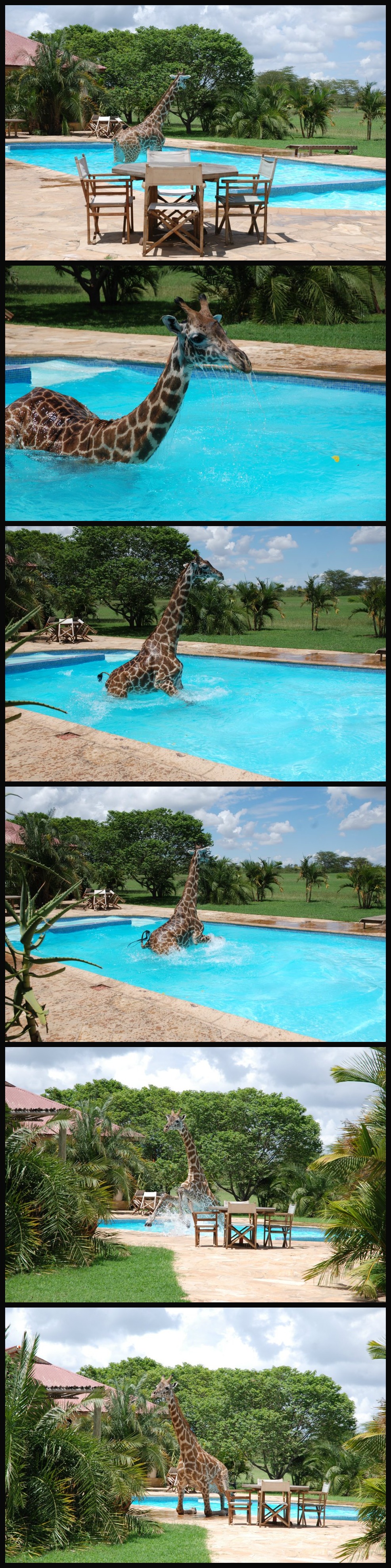 6 pictures of a Giraffe having a blast in a swimming pool