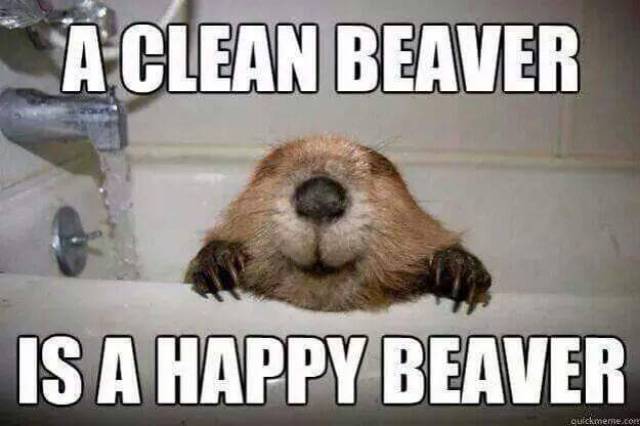 A clean beaver is a happy beaver.
