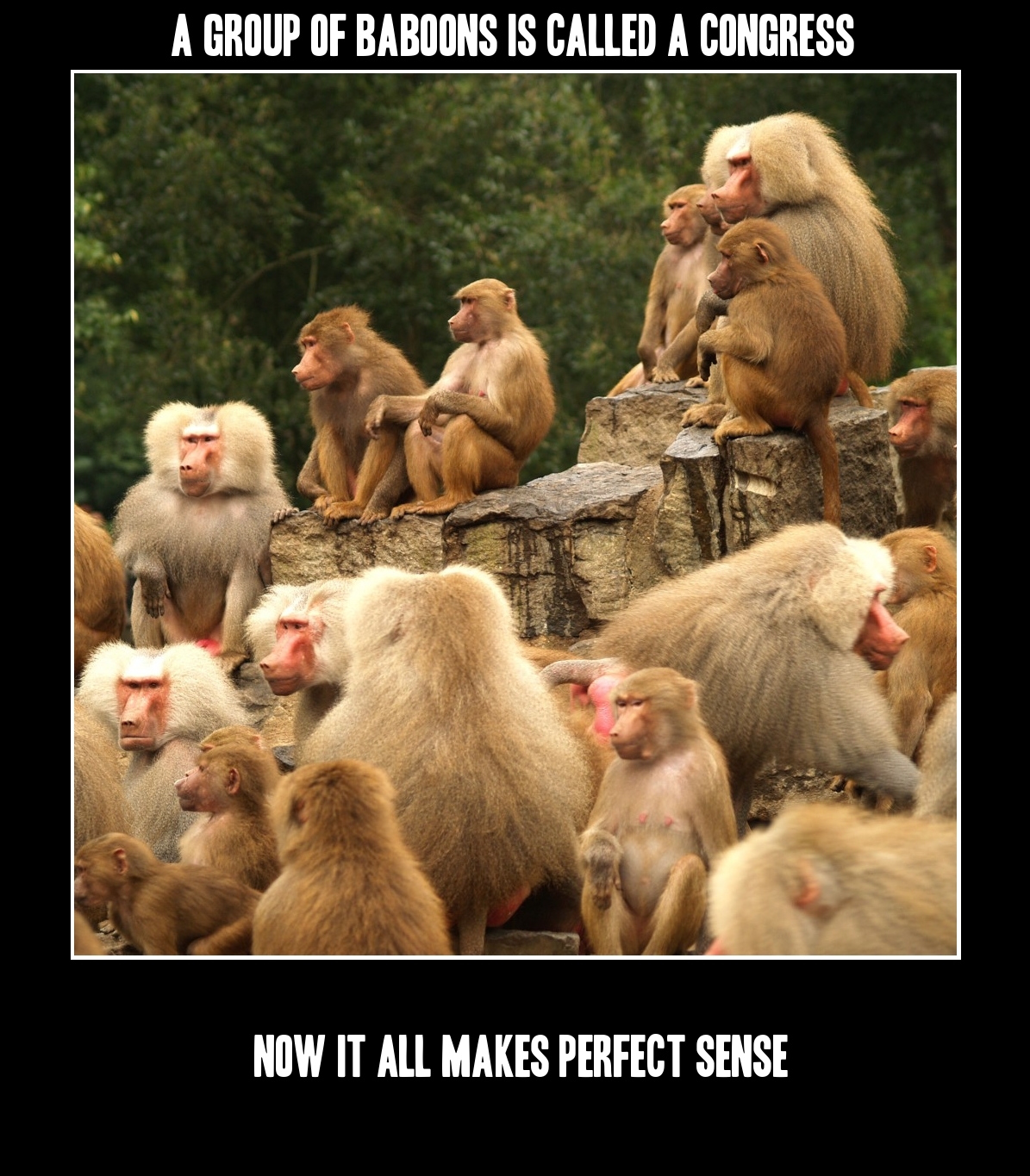 A group of baboons is called a congress.