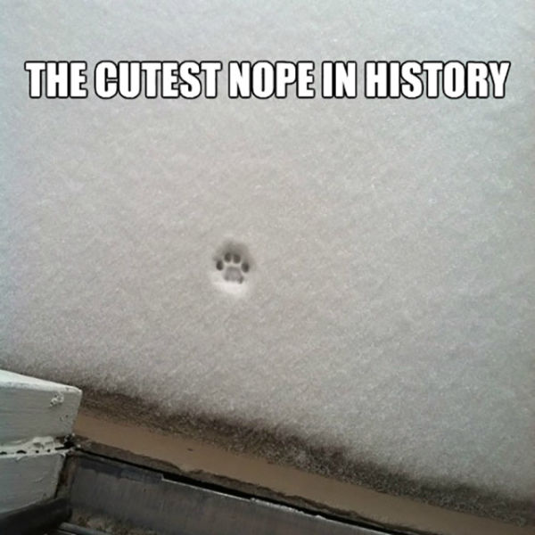 A single cat pawprint just might be the cutest 