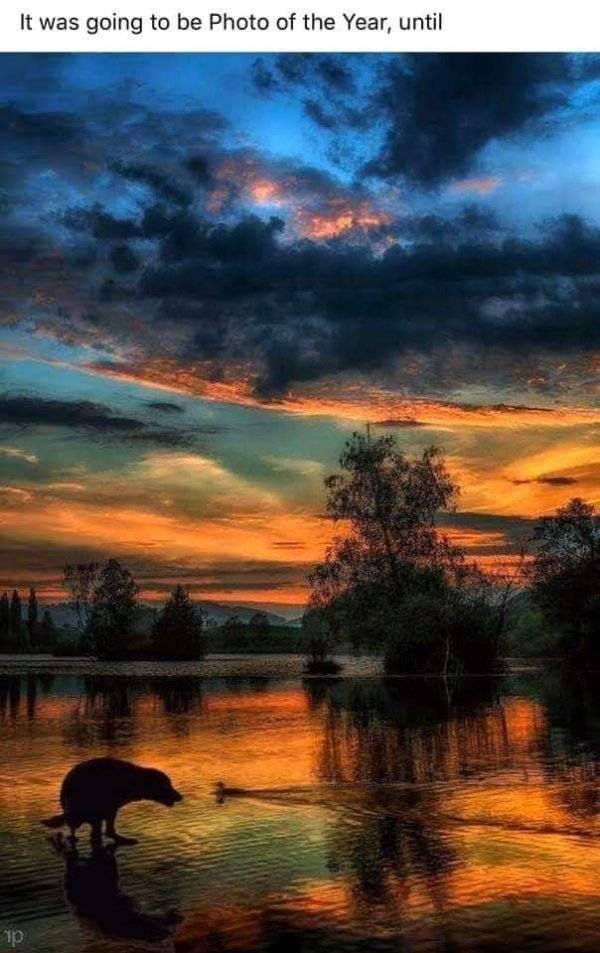 Almost photo of the year.