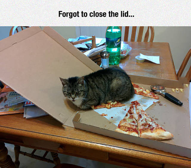 Always close the pizza box when cats are present.