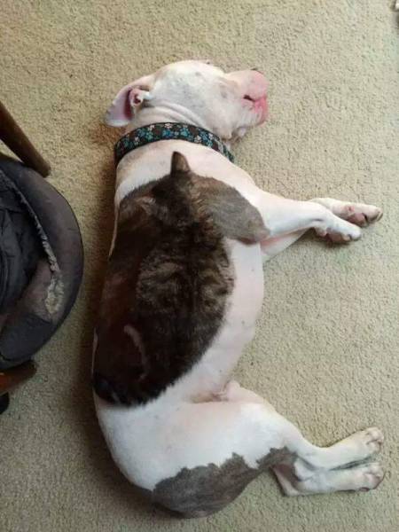 This cat helps dispel the myth that all pit bulls are mean and vicious.