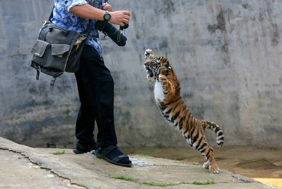 Baby tiger goes all ninja on photographer.
