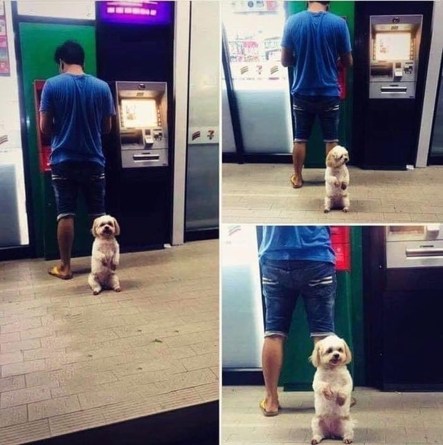 Bank ATM guard dog.