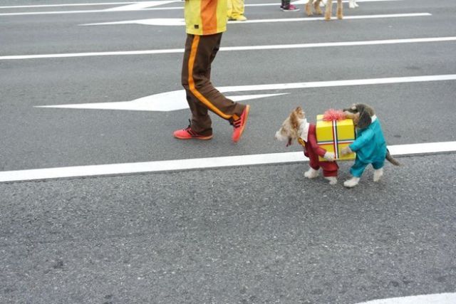 Best dog costume ever?