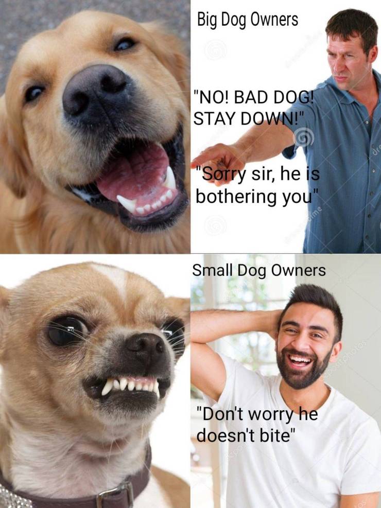 Big dog owners vs. Small dog owners