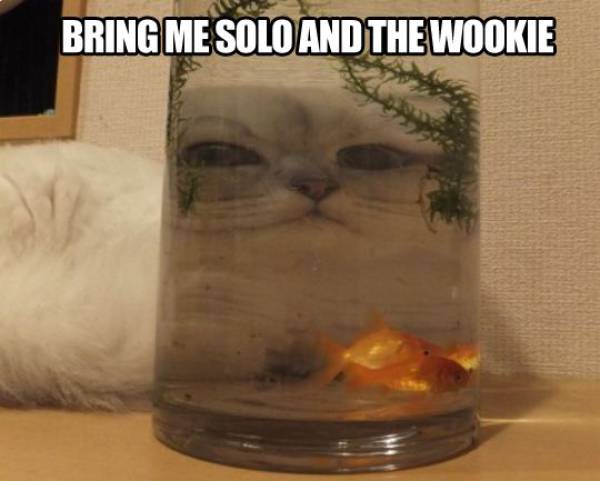 Bring me Solo and the Wookie.