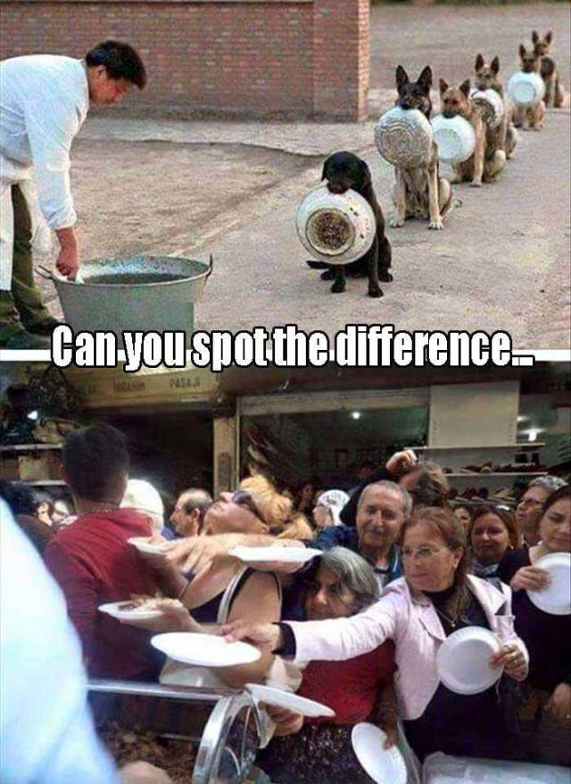 Can you spot the difference between these dogs and these humans?