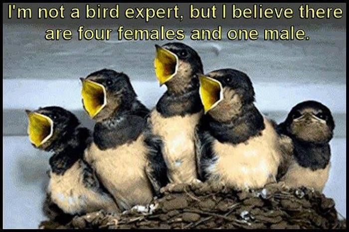 Can you tell which birds are male or female?