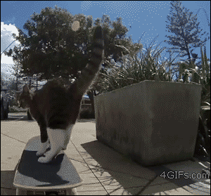 Cat Does An Awesome Skateboard Trick