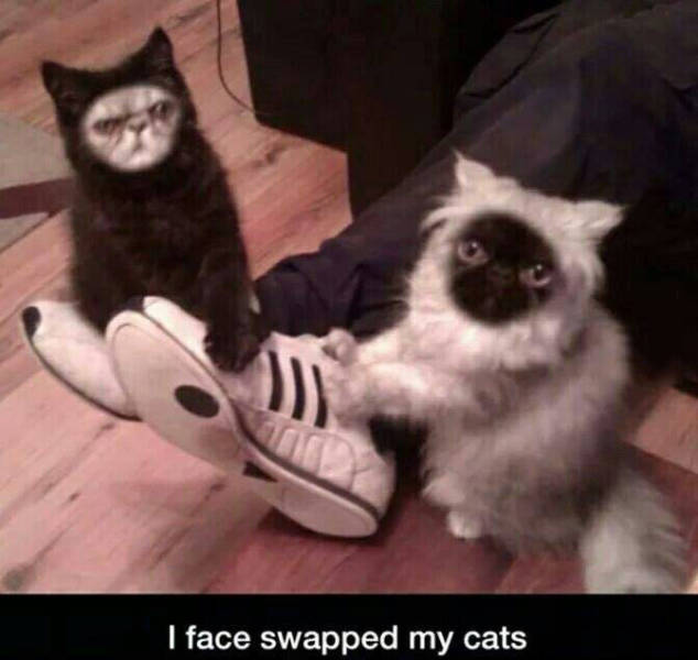 Cat face swap.