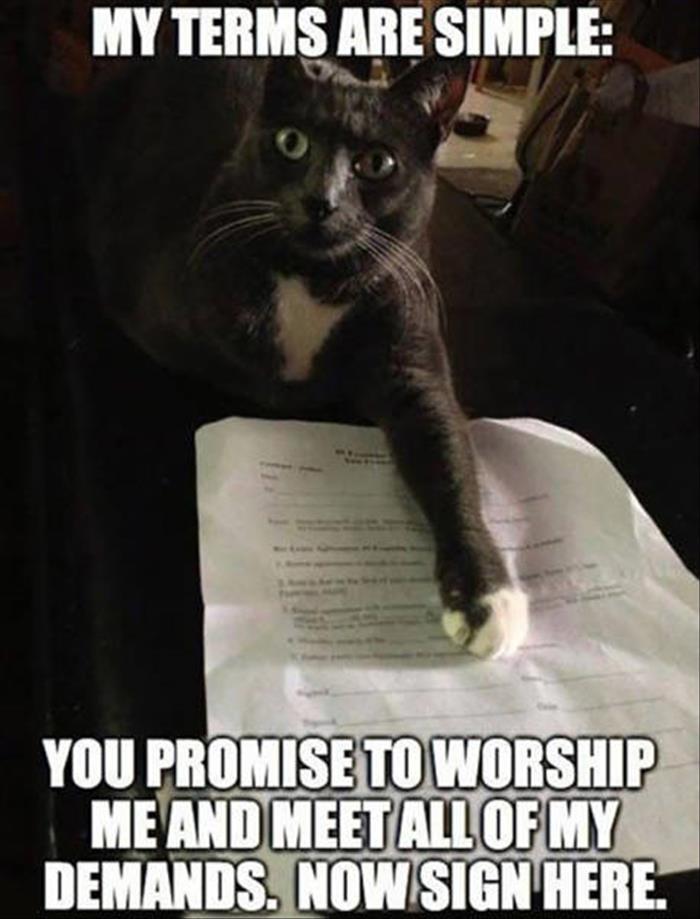 Cat has simple terms.