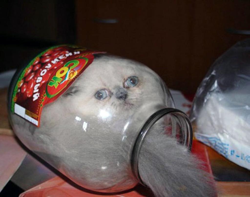 Cat in a jar possibly having second thoughts.