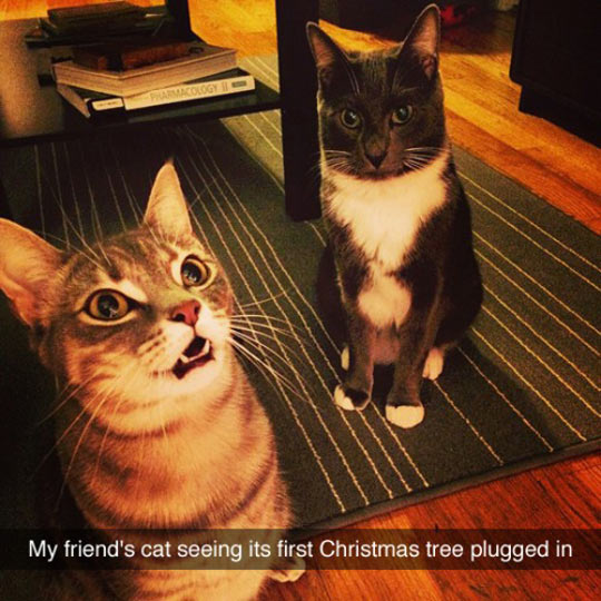 Cat is in awe after seeing Christmas tree lights plugged in for the first time.