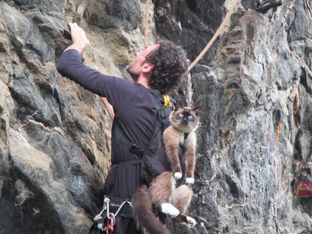 Cat looks absolutely thrilled to go rock climbing.