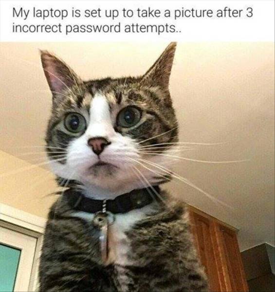 Cat got busted trying to use computer.