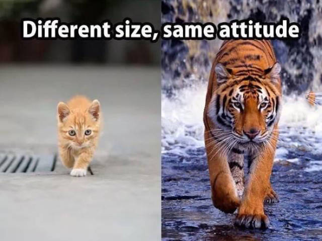 Cats and Tigers. Different size but same attitude.