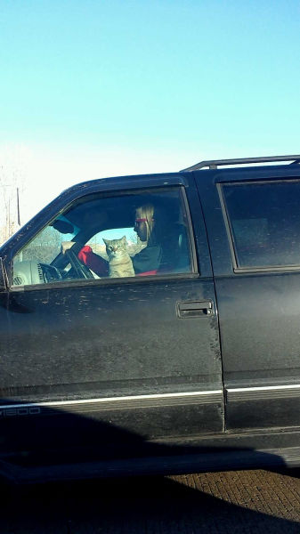 Cats Make For Great Co-Pilots On The Road.