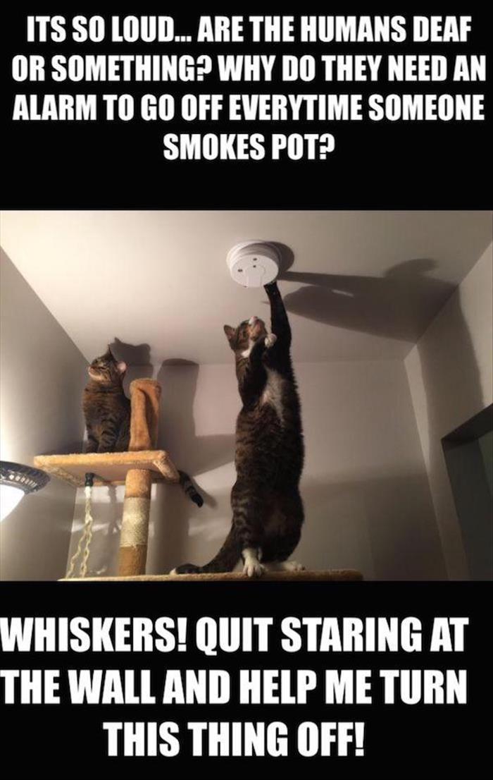 Cats, marijuana, and smoke detectors.