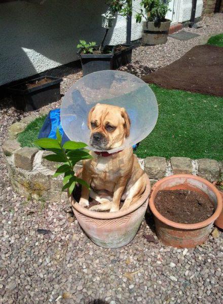 Cone head dog making the best of the situation and pretending to be a flower.
