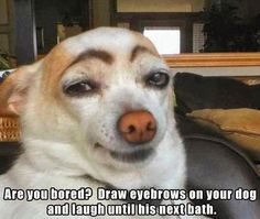 Countless hours can be had laughing while watching your dog with painted eyebrows stare at you like you are crazy
