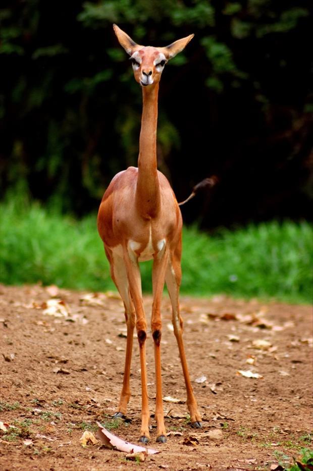 Cute baby Giraffe. How does it walk on those stick legs?