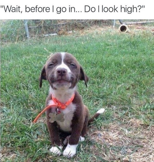 Do I look high?