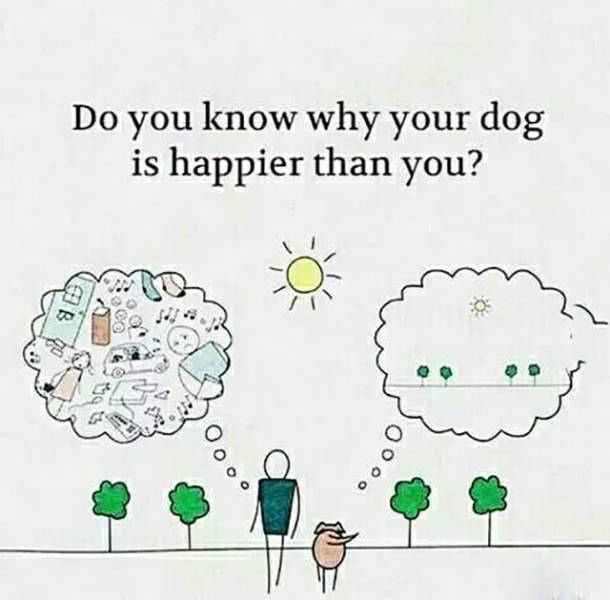Do you know why your dog is happier than you?