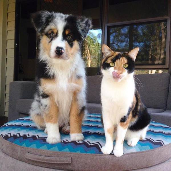 Dog and cat are definitely brothers from another mother.