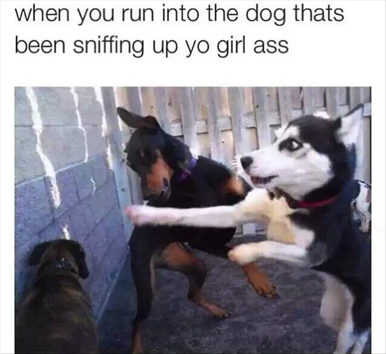 Pissed off dog defending his girl.